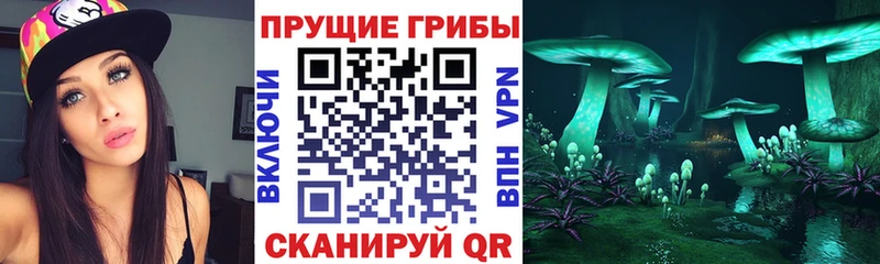 Псилоцибиновые грибы Psilocybe где купить Прокопьевск